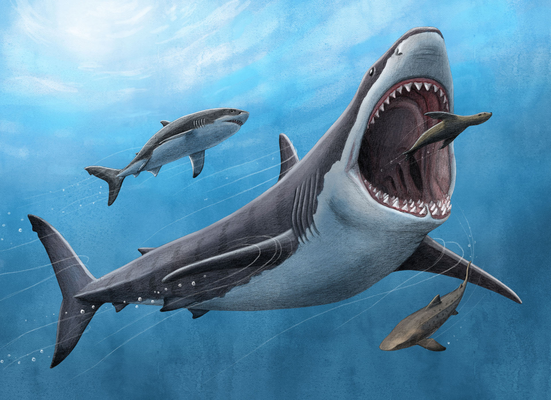 Megalodon Was Partially Warm Blooded New Research Shows Sci News