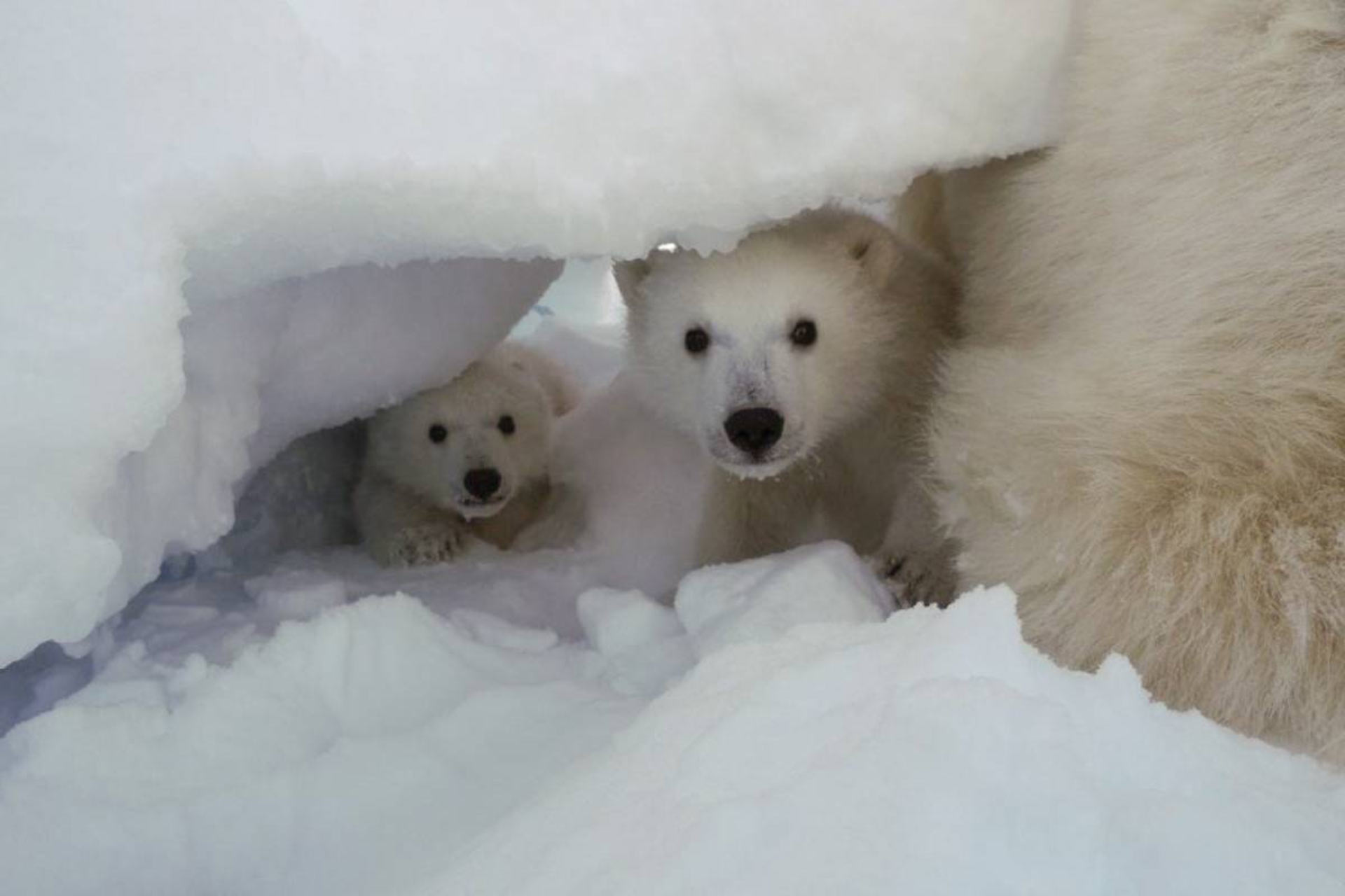Polar Bear Cubs Photo Even Polar Bear Cubs Can t Escape Plastic