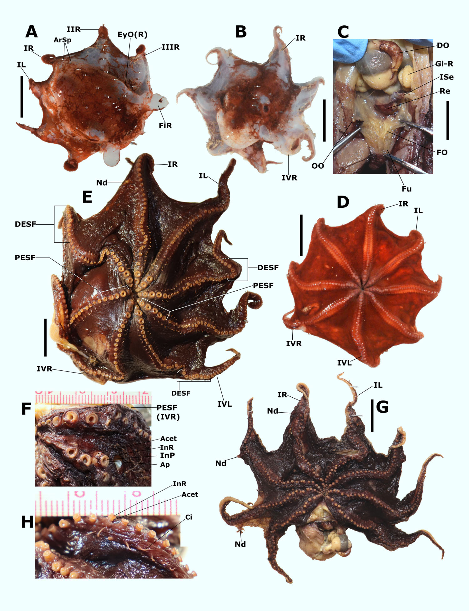 Opisthoteuthis Californiana Size Opisthoteuthis Californiana Size
