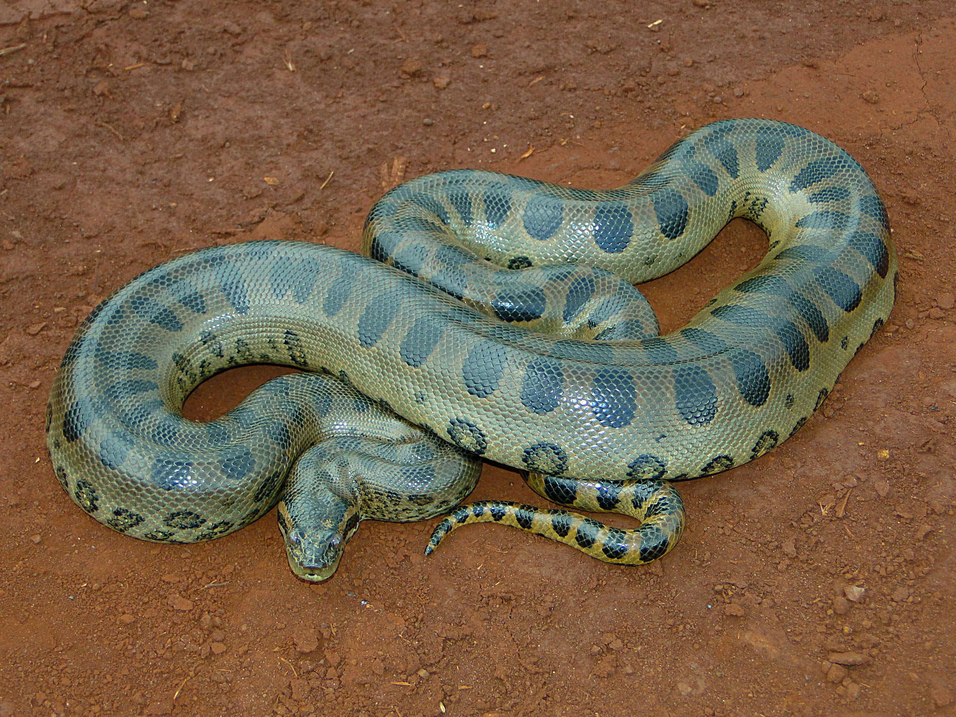 Fossils From Venezuela Reveal Early Origin Of Gigantism In Anacondas Fossils From Venezuela Reveal Early Origin Of Gigantism In Anacondas