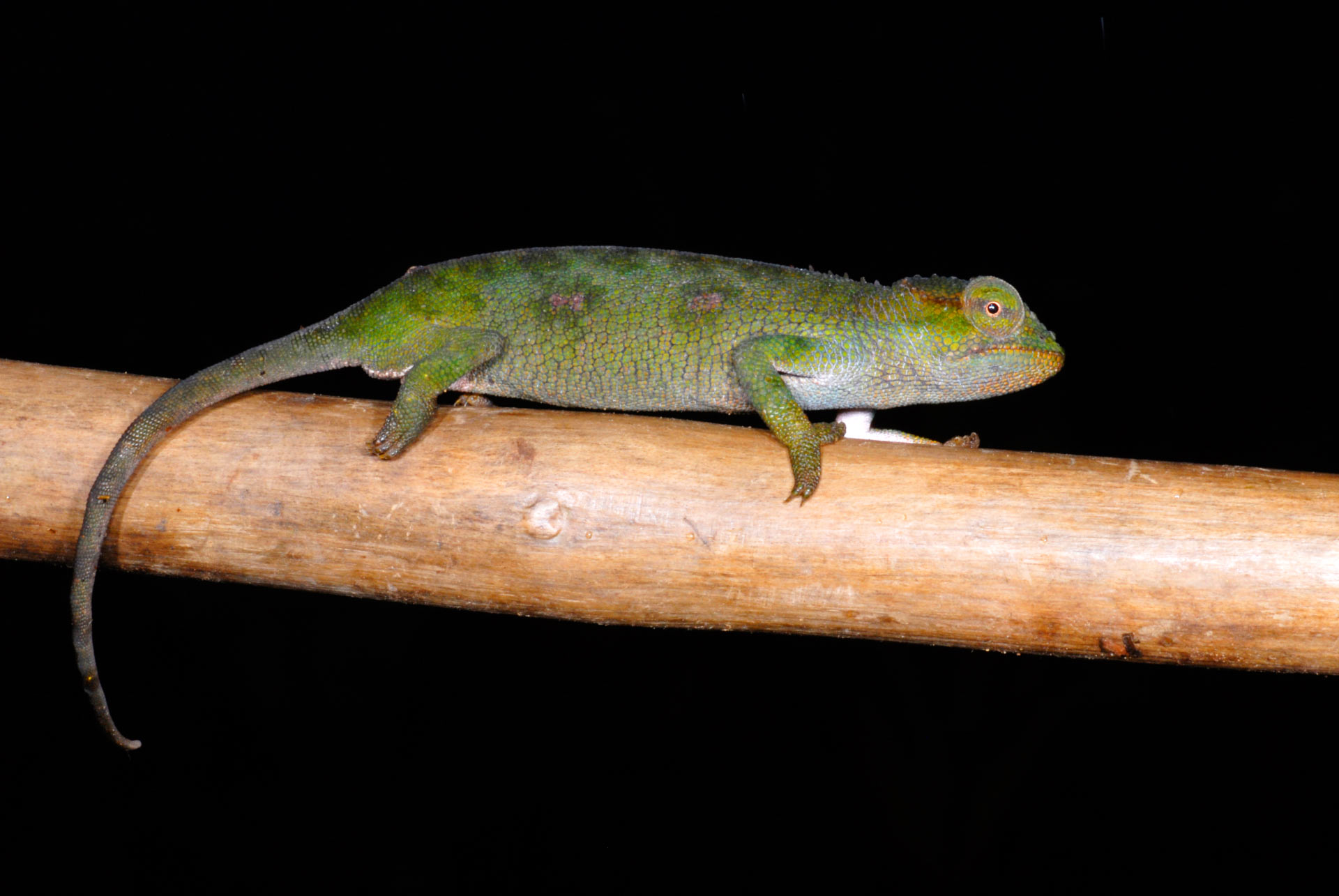 Three New Chameleon Species Discovered in Central Africa