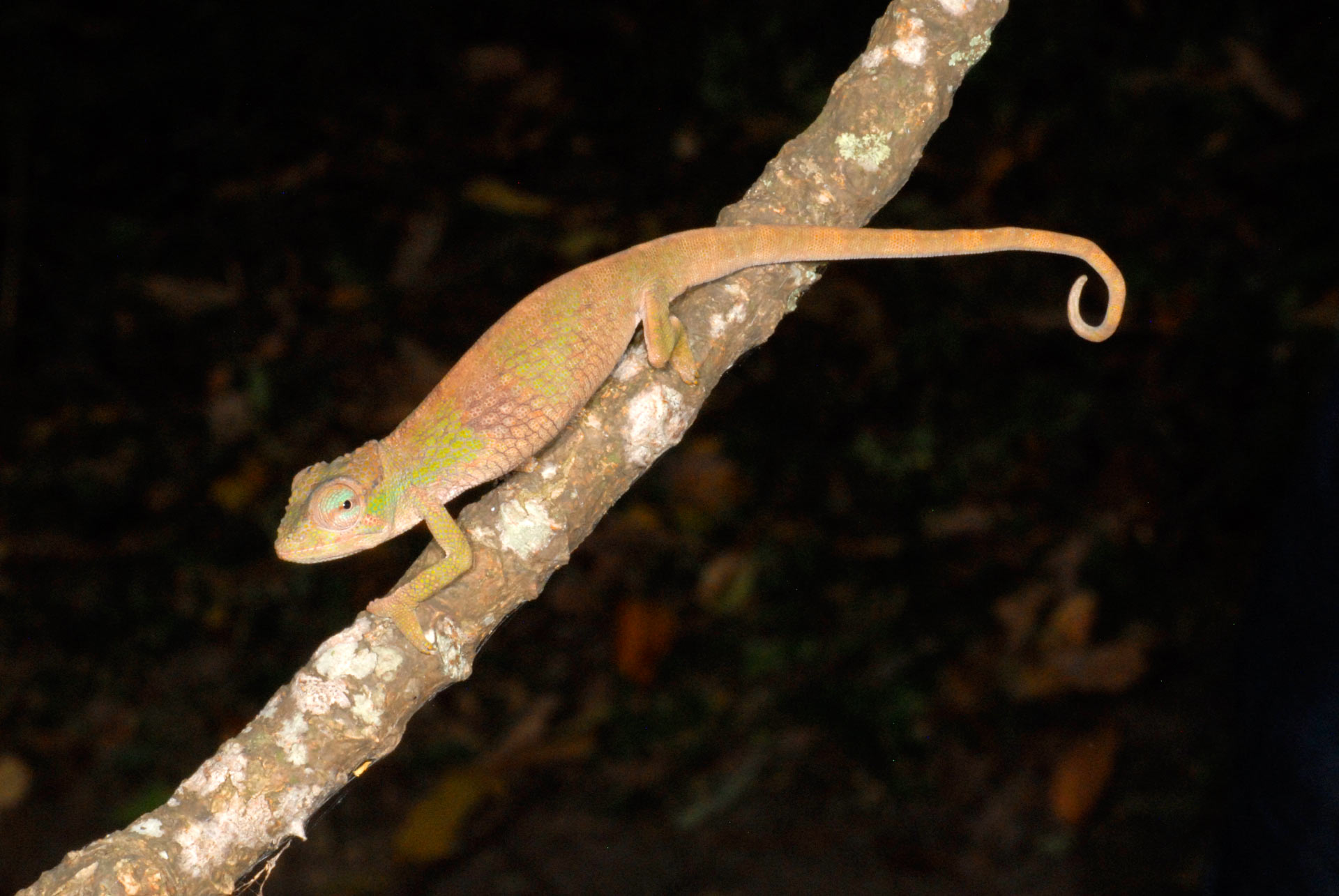 ニッタンプロフ確認　Chameleons of Africa ニッタンプロフ確認様専用 Chameleons of Africa