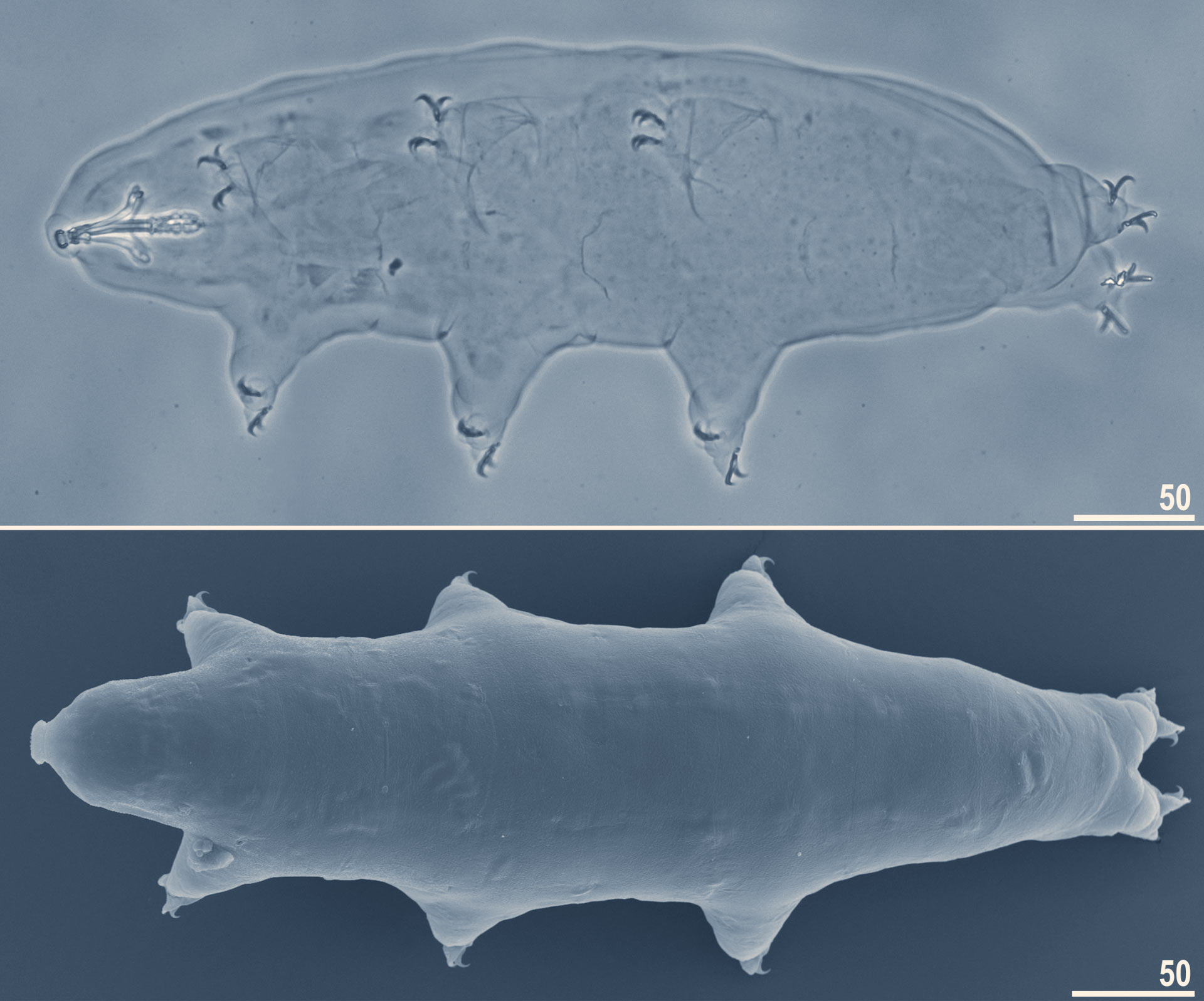 New Species Of Tardigrade Found In Japan Sci News New Species Of Tardigrade Found In Japan Sci News
