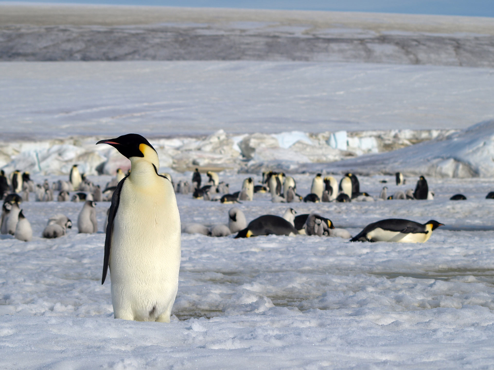 Eight New Colonies Of Emperor Penguins Discovered In Antarctica 