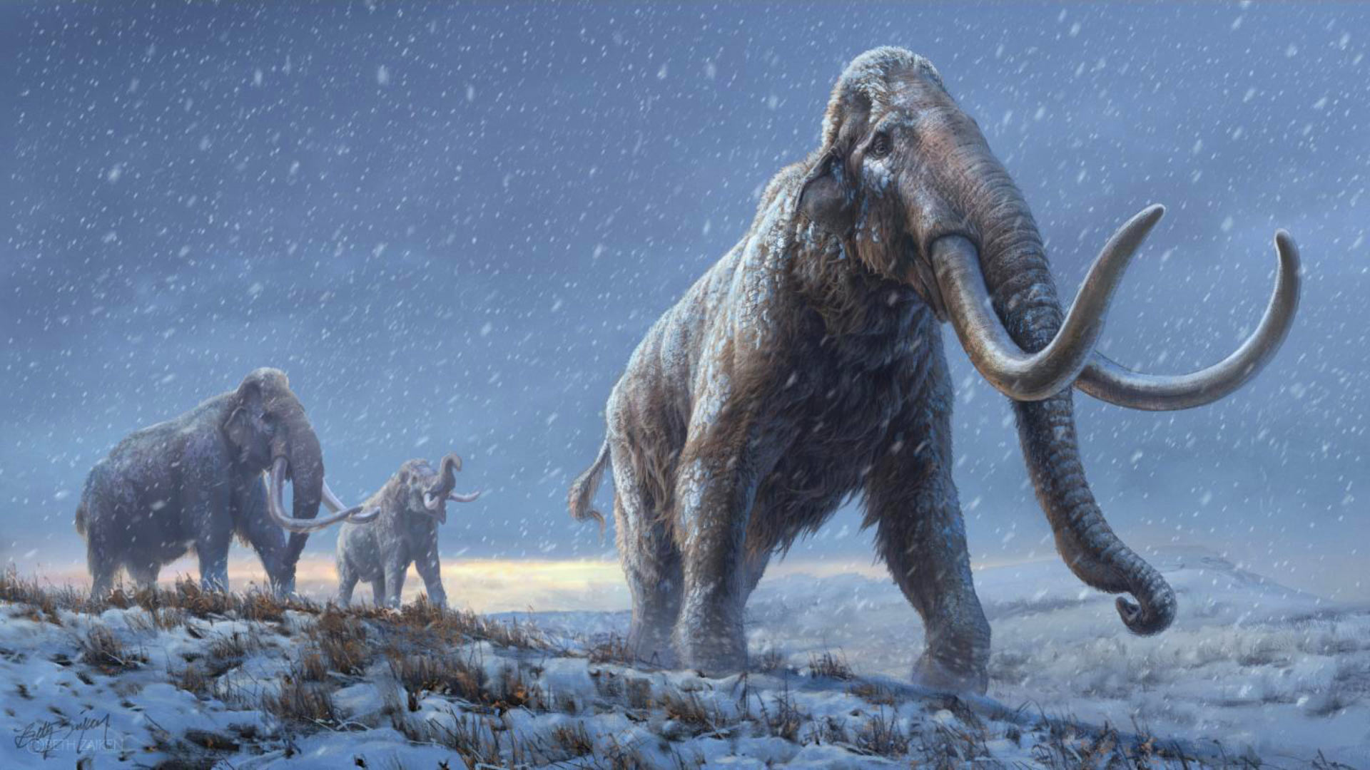 Researchers Sequence 1 2 Million Year Old Mammoth DNA Genetics 