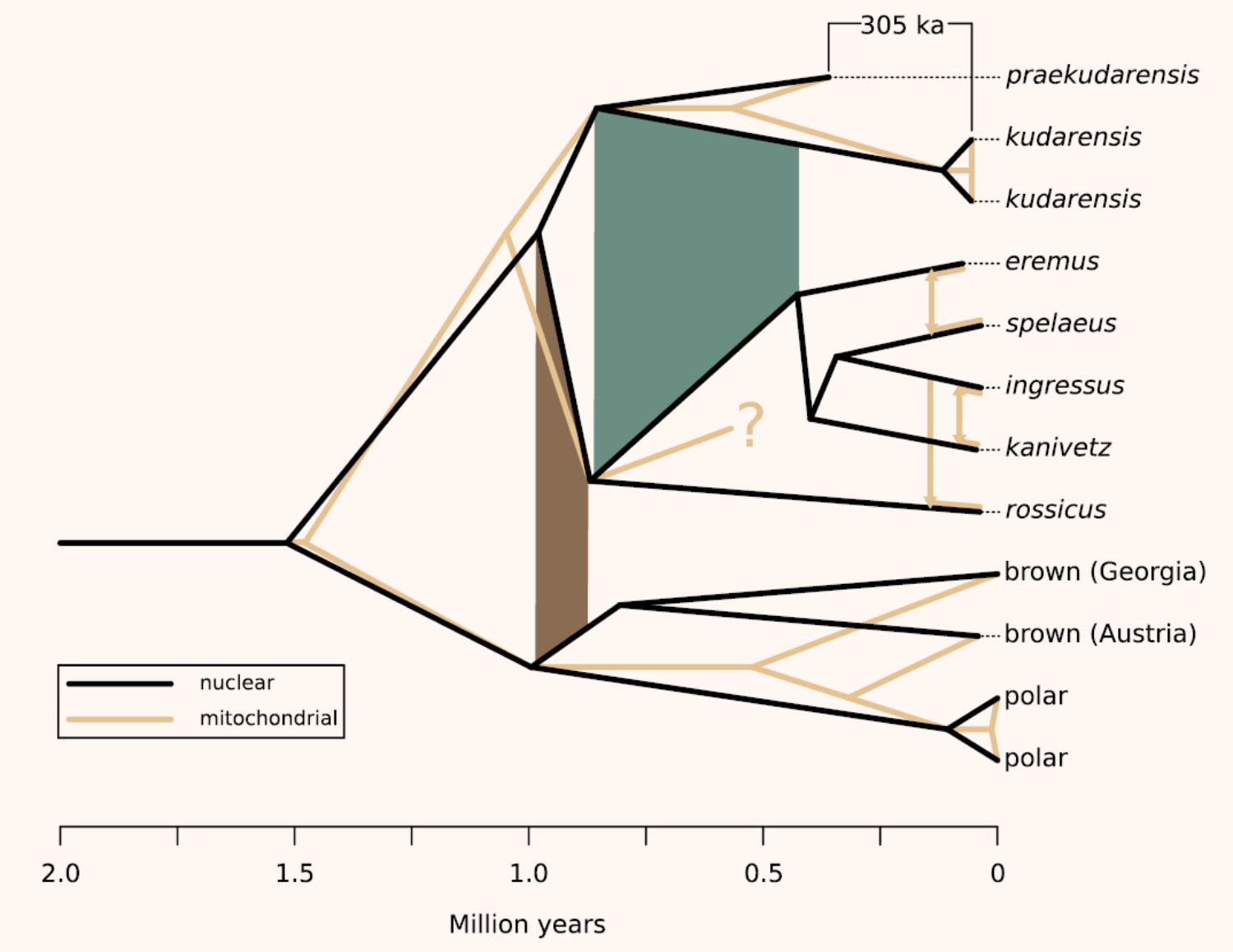 We sequenced the cave bear genome using a 360,000-year-old ear