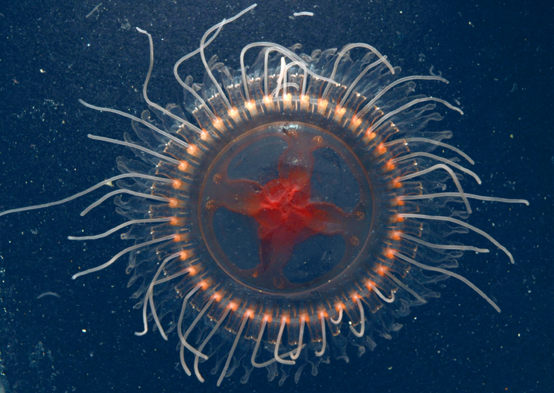 Types Of Deep Sea Jellyfish At Liam Berrick Blog Types Of Deep Sea Jellyfish At Liam Berrick Blog